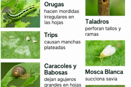 Infografía con las plagas y los daños que causan