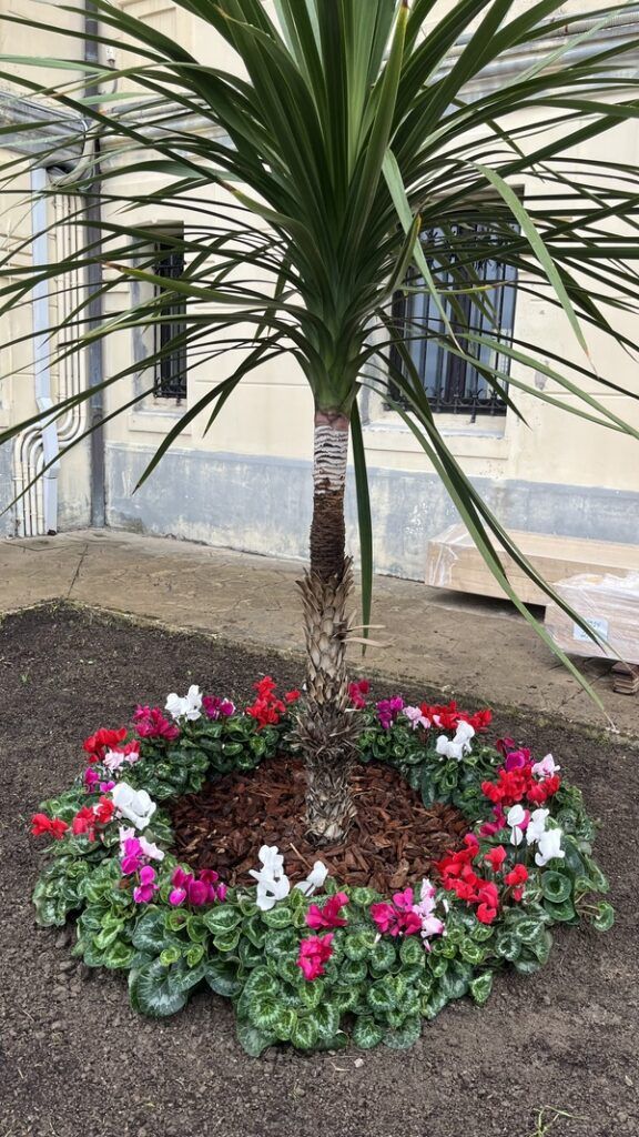 Palmera (Dracaena) rodeada de ciclámenes rojos, blancos y rosas, plantados en la base, en BARRIKA, BIZKAIA