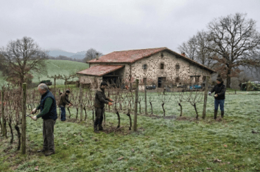 Poda de una finca en invierno
