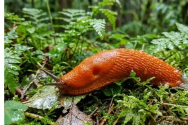 Babosa de color naranja brillante desplazándose sobre musgo verde y hojas húmedas en un bosque.