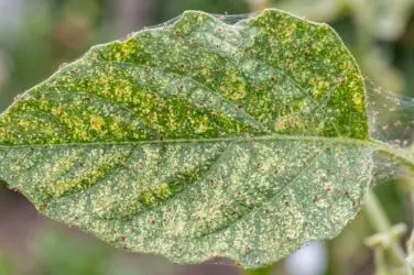 Hoja con puntos amarillentos y pequeñas motas rojas cubierta por una fina capa de telaraña.