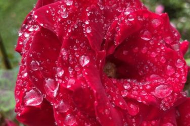 Rosa roja en plena floración cubierta de gotas de lluvia en los jardines de la Fundación Uribarren Abaroa
