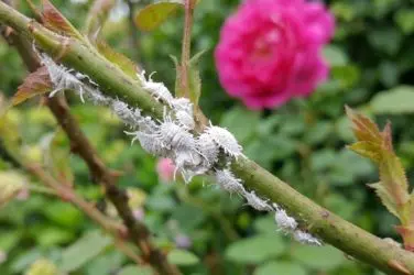 Insectos blancos de aspecto harinoso cubriendo el tallo de una planta.
