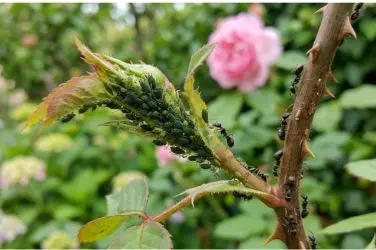 Pulgones verdes agrupados en un brote de rosal con hormigas caminando por el tallo espinoso.
