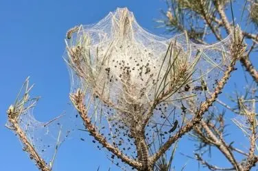 Bolsa de seda blanca tejida entre las agujas de un pino bajo un cielo azul despejado.