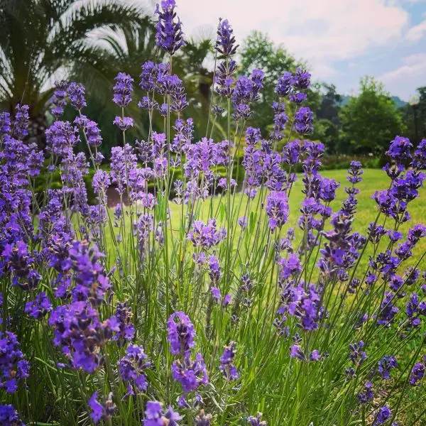 Lavanda en flor junto a césped en jardín de Bizkaia