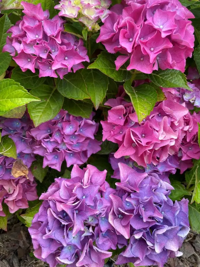 Hortensias fucsia y violeta en plena floración en jardín de Lekeitio, Bizkaia