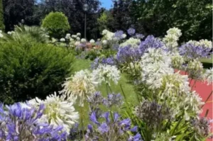 Qué hacer en el jardín en junio en el País Vasco: guía de tareas esenciales
