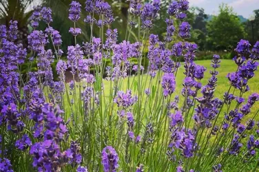 Lavanda en flor junto a un césped cuidado