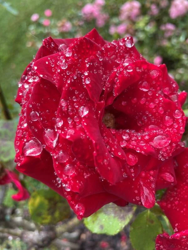 Rosa roja con gotas de lluvia en un rosal